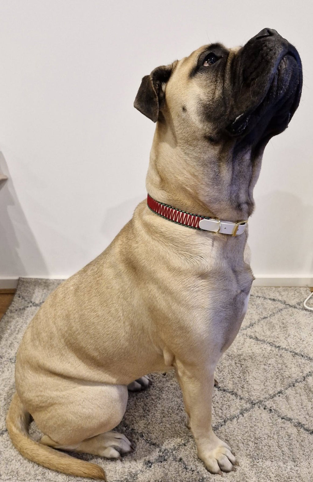Collars and Cake - Christmas Collar Workshop